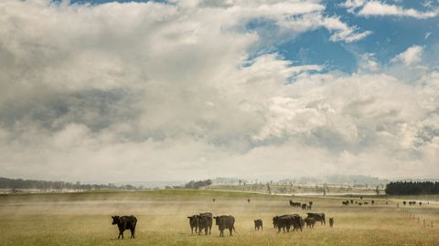 Les organisations agricoles australiennes réclament un quota annuel de 50 000 tonnes de viande bovine vers l'UE, contre 30 000 tonnes proposées par Bruxelles.
